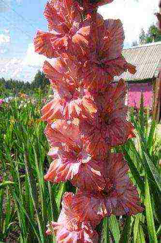 the best varieties of yellow gladioli