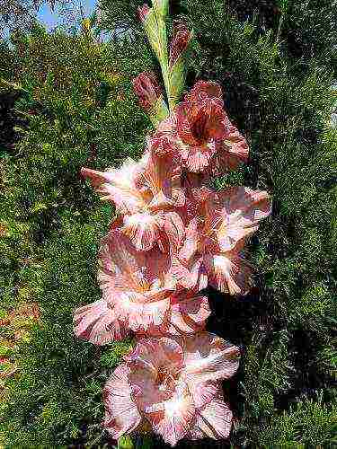 the best varieties of yellow gladioli