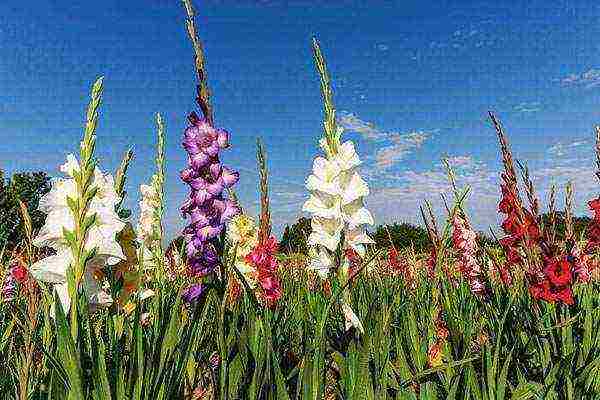 the best varieties of yellow gladioli