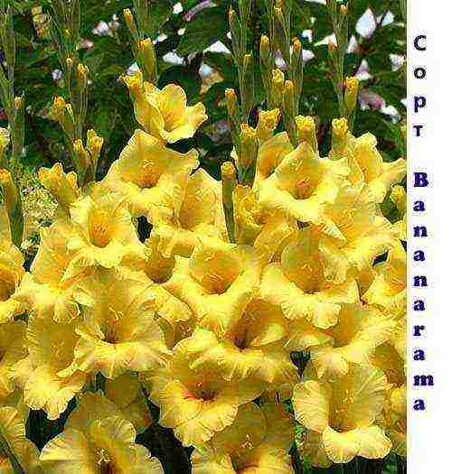 the best varieties of yellow gladioli