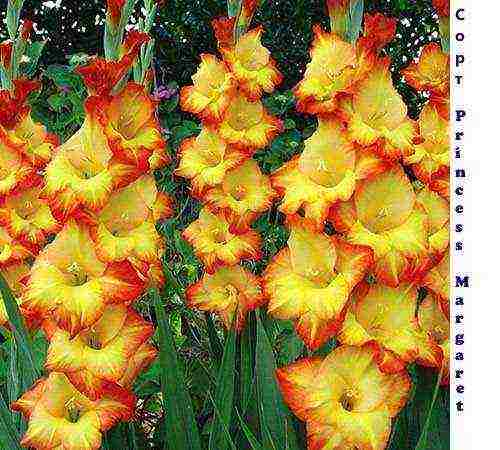 the best varieties of yellow gladioli