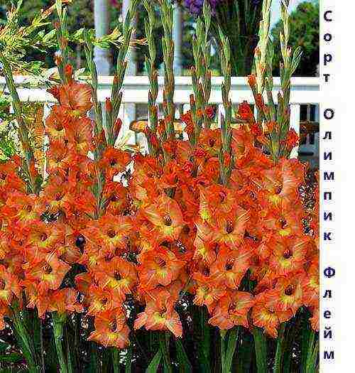 the best varieties of yellow gladioli