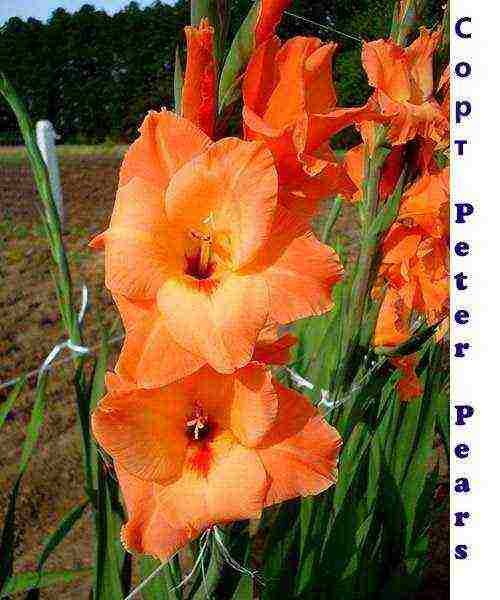 the best varieties of yellow gladioli