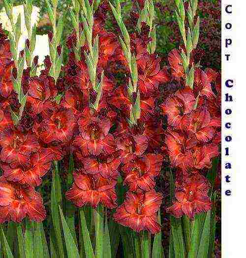 the best varieties of yellow gladioli