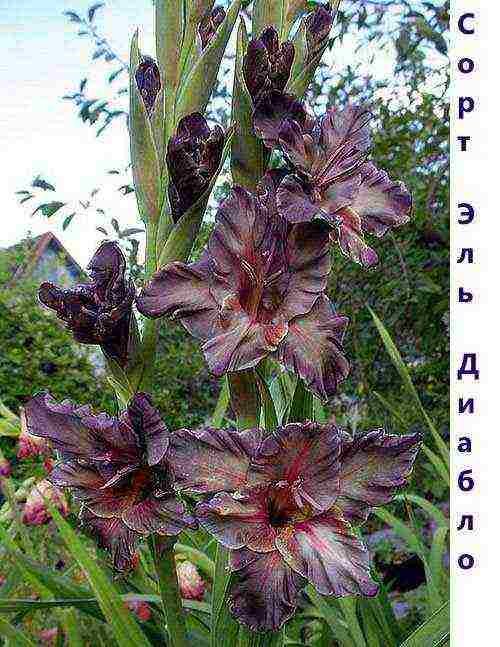 the best varieties of yellow gladioli