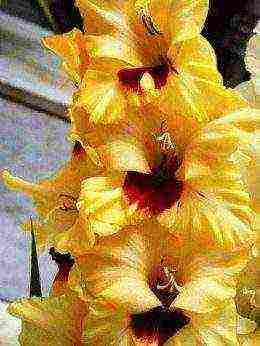 the best varieties of yellow gladioli