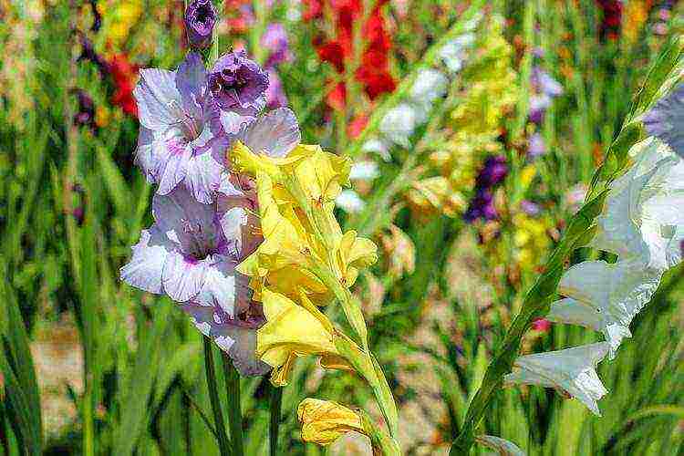 the best varieties of yellow gladioli