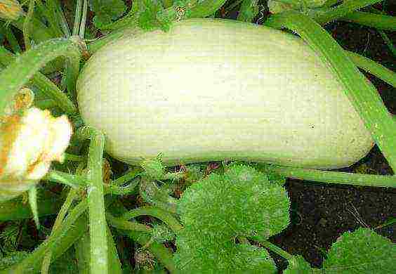 the best varieties of yellow zucchini