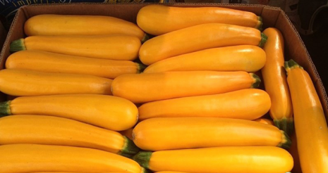 the best varieties of yellow zucchini