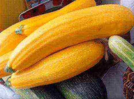 the best varieties of yellow zucchini