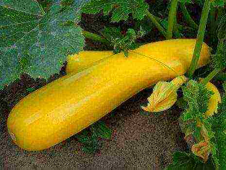 the best varieties of yellow zucchini