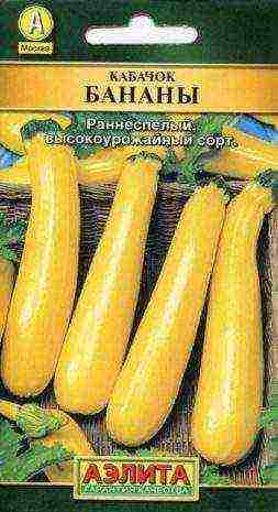 the best varieties of yellow zucchini