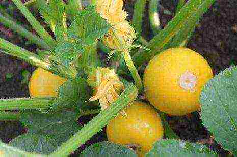 the best varieties of yellow zucchini