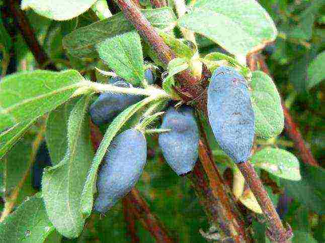 the best varieties of honeysuckle for Belarus