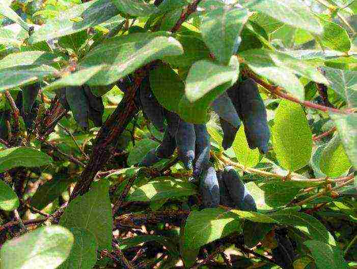 the best varieties of honeysuckle for Belarus