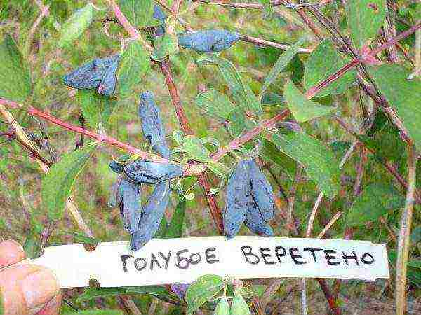 the best varieties of honeysuckle for Belarus