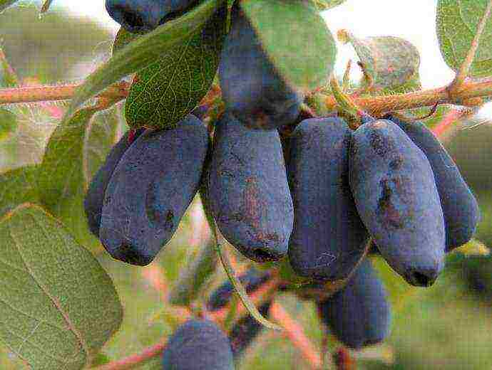 the best varieties of honeysuckle for Belarus