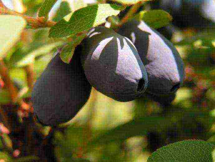 the best varieties of honeysuckle for Belarus