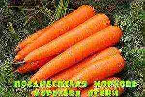 the best varieties of winter carrots