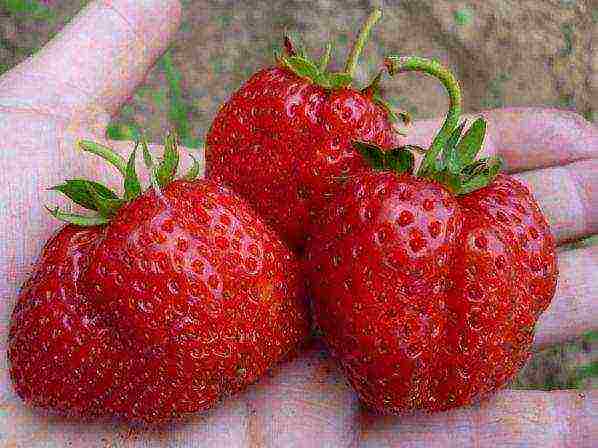 the best mid-season strawberries