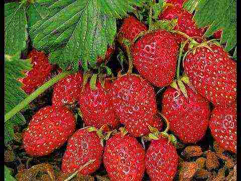 the best mid-season strawberries