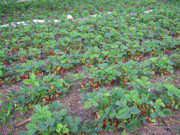 ang pinakamahusay na mga strawberry sa kalagitnaan ng panahon