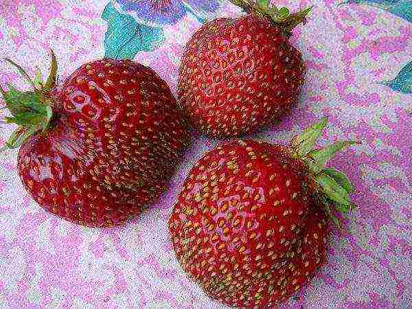 ang pinakamahusay na mga strawberry sa kalagitnaan ng panahon