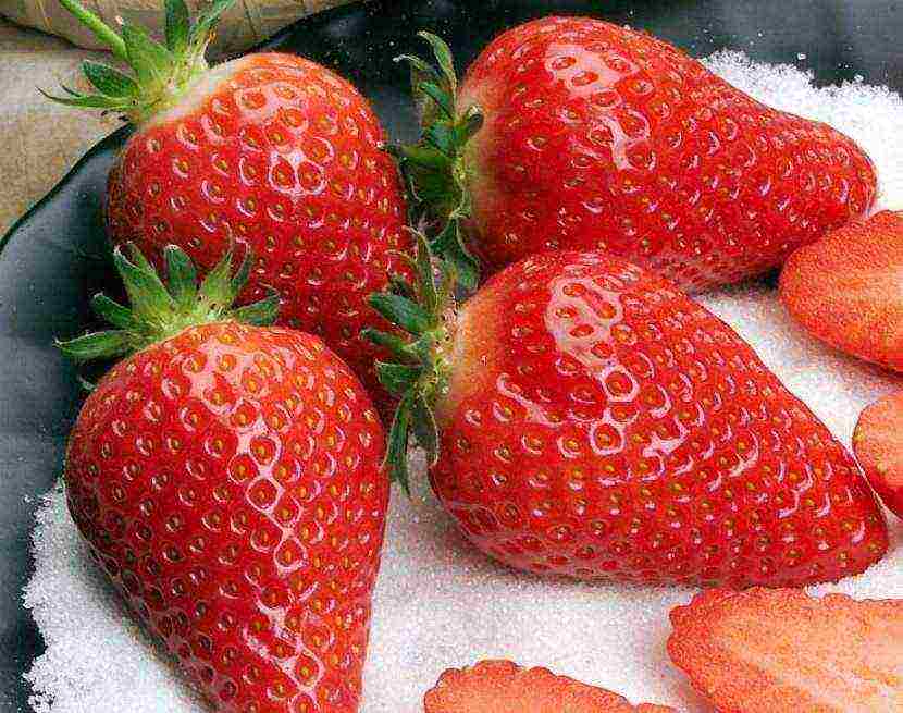 ang pinakamahusay na mga strawberry sa kalagitnaan ng panahon