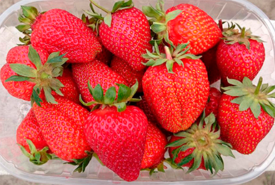 the best mid-season strawberries