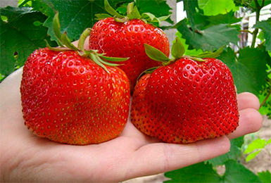 the best mid-season strawberries