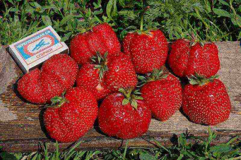 ang pinakamahusay na mga strawberry sa kalagitnaan ng panahon