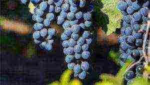 the best technical grape varieties pimenoir