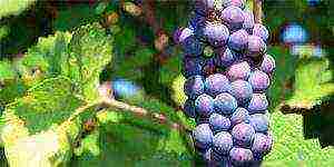 the best technical grape varieties pimenoir