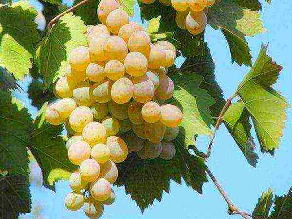 the best technical grape varieties pimenoir