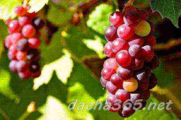 the best technical grape varieties pimenoir