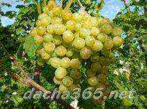 the best technical grape varieties pimenoir