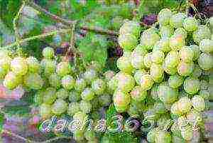 the best technical grape varieties pimenoir