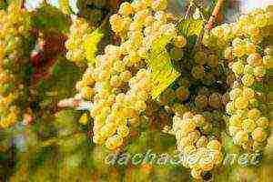 the best technical grape varieties pimenoir