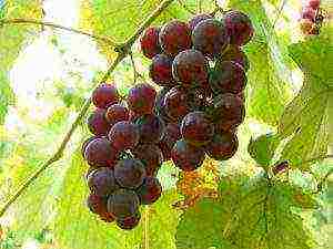 the best technical grape varieties pimenoir