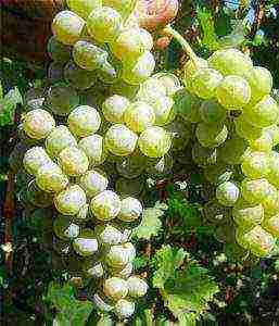 the best technical grape varieties pimenoir