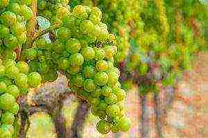 the best technical grape varieties pimenoir