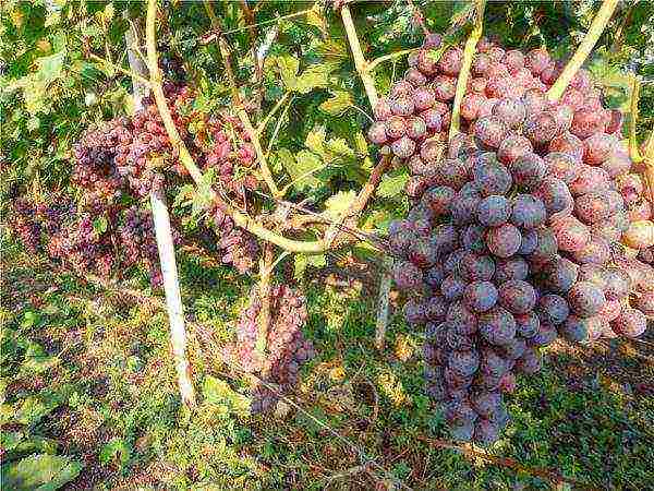 the best dark colored grape varieties