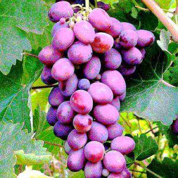 the best dark colored grape varieties