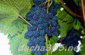 the best dark colored grape varieties