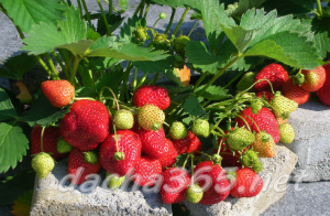 the best greenhouse strawberries