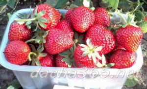 ang pinakamahusay na mga greenhouse strawberry