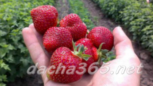 the best greenhouse strawberries