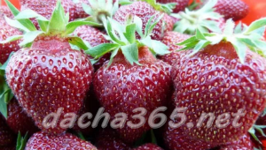 the best greenhouse strawberries