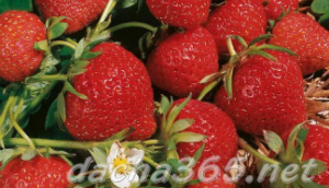 the best greenhouse strawberries