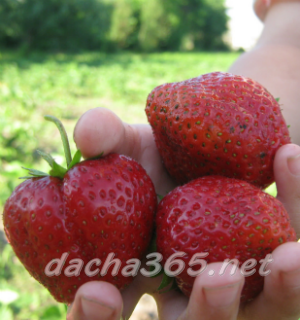 the best greenhouse strawberries